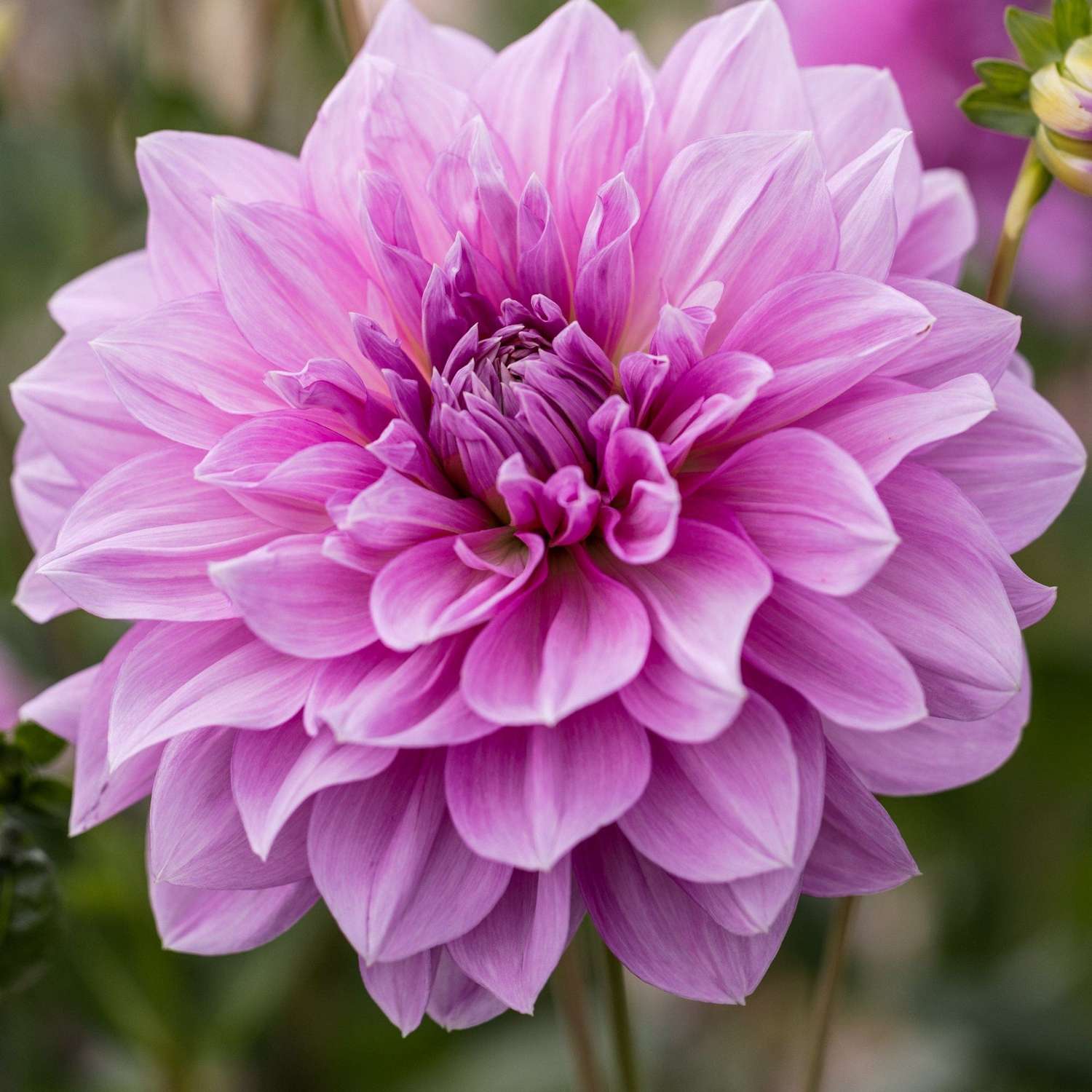 Dahlia 'Lavender Perfection'